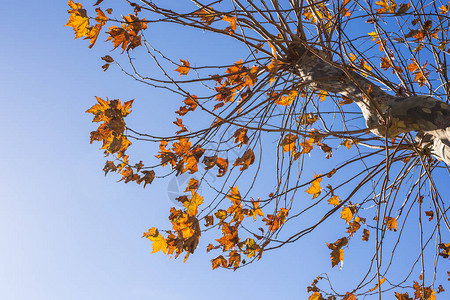 秋天的风景秋天的树叶天空背景图片