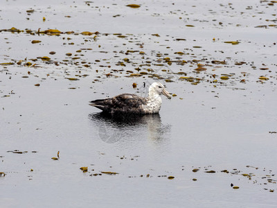 在福克兰群岛斯坦利湾南边的GiantGiantPetrelMacronectesgain图片