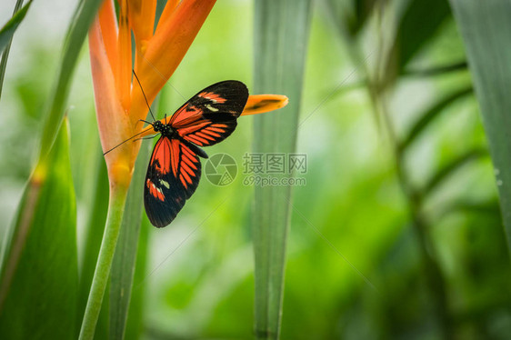 黑色和红色热带邮差蝴蝶HeliconiusMelpomene坐在植物图片