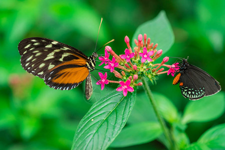 海利卡尼乌斯希凯勒HeliconiusHecale在植物园的图片