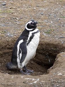 智利帕塔哥尼亚马格达莱纳岛麦哲伦企鹅Spheniscusmagell图片