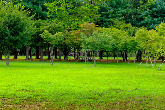 韩国南怡岛的绿色田野和绿色大树图片