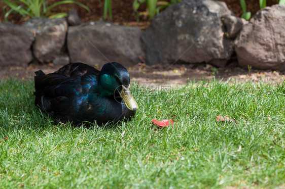 一只长着巴洛克羽毛的卡尤戈鸭变成紫色蓝色和绿色当阳光照耀他们图片