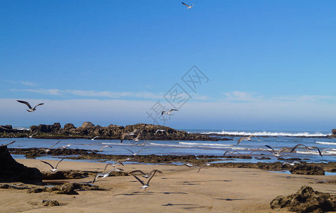 大西洋沿岸的信天翁阿萨乌图片