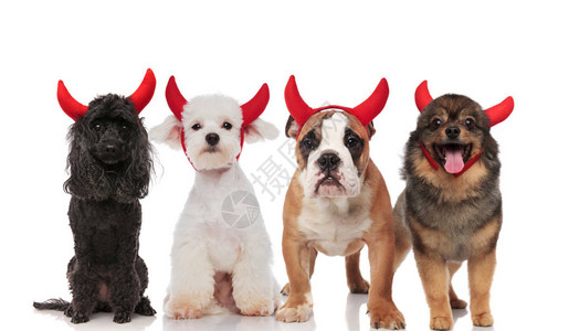 一群可爱的四只可爱狗打扮成魔鬼站着坐在白色背景上图片