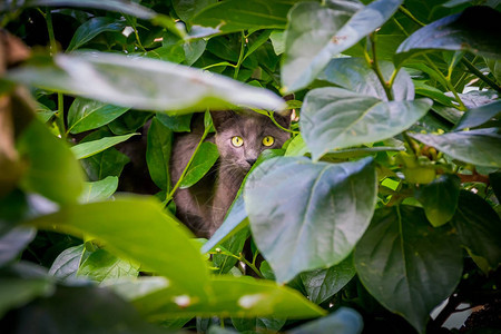美丽的家猫藏在绿树图片