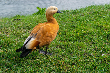 RuddyShelduck或池塘旁图片