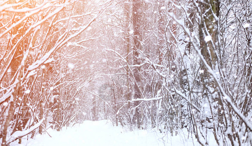 冬季风雪覆盖了大片土地冬天的公园在雪中背景图片