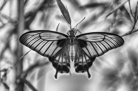 Papilio图片