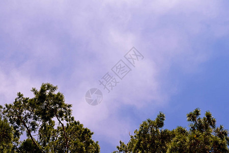 树的顶端在云彩的云中背景图片