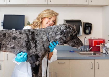 女兽医在院检查室的桌子上检查狗图片