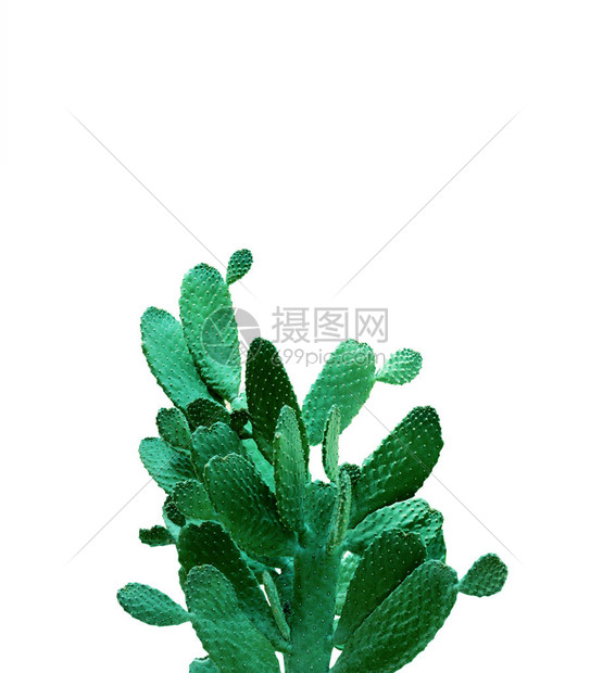 带有大opuntiacactus的卡片图片