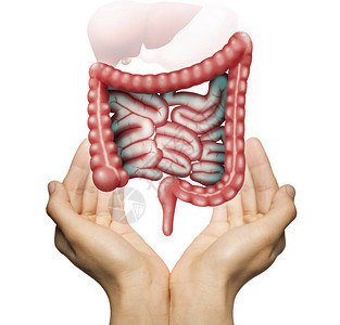 白色孤立背景上的女人两手掌之间的人体肠道健图片