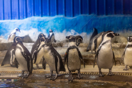 动物园水族馆温控室里的企鹅图片