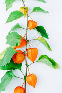 在白色背景隔绝的酸浆alkekengi橙色花睡茄南非醉茄植物图片