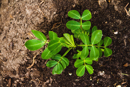 蔓花生植物图片 蔓花生植物素材 蔓花生植物高清图片 摄图网图片下载 第3页