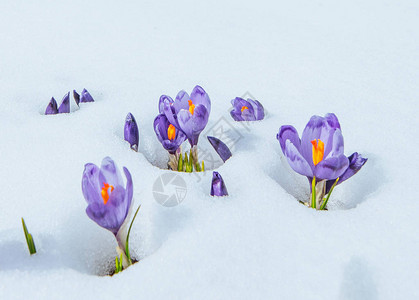 番红花在雪地里美丽世界喀尔巴阡山图片