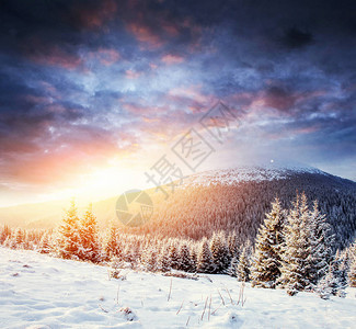 神秘的冬季景观雄伟的山脉在冬天神奇的冬天白雪覆盖的树乌克兰喀尔巴图片