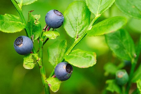 Bilberry植物关闭在森林里野生成熟的莓子水果波美拉尼图片