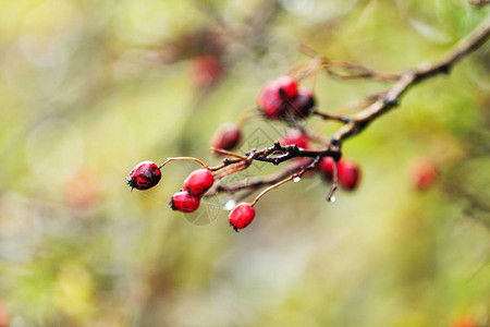 树枝上挂着红莓的霍须秋天雨水滴bokeh图片