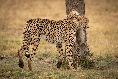 后腿上的猎豹幼崽用鼻子蹭妈图片
