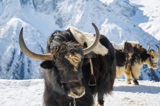 大角的美丽的黑鹰正站在雪地上图片