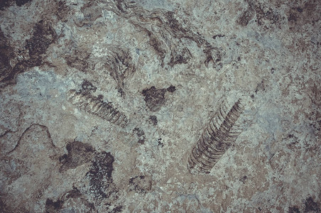 化石照片考古发现图片