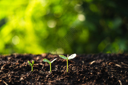 树苗树木的生长大自图片