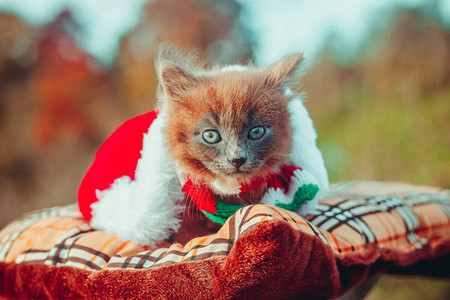 带着彩色围巾和圣诞帽散步的小猫小猫在宠物与动物的秋天照片蓬松的烟熏猫图片