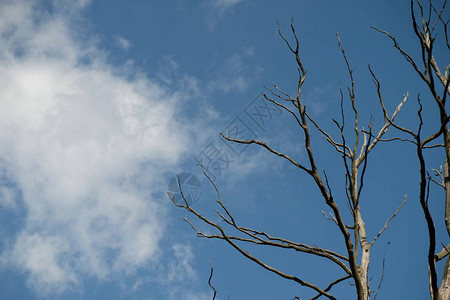蓝天上的枯树图片