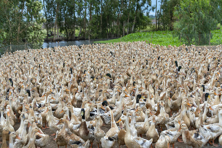 一群鸭子聚集在越南农庄的笼子里图片