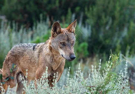 IberianWolf前视线站立图片