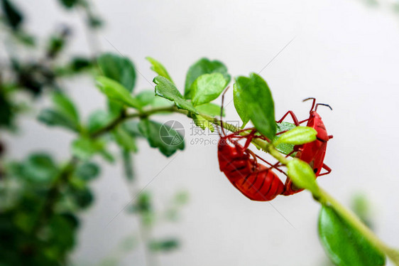 巨型红虫昆正在攀登盛开的杂草花朵清晨雨图片