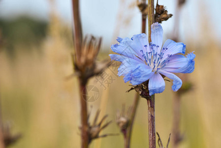 一朵蓝色的花放在田里干燥的小图片