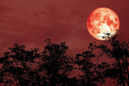 红月的红色血月背影树夜红天空由美国航天局提图片素材