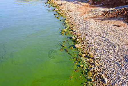 受蓝绿藻生态环境危图片