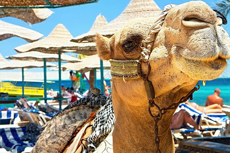 埃及每个海滩的吸引力都很大骆驼图片