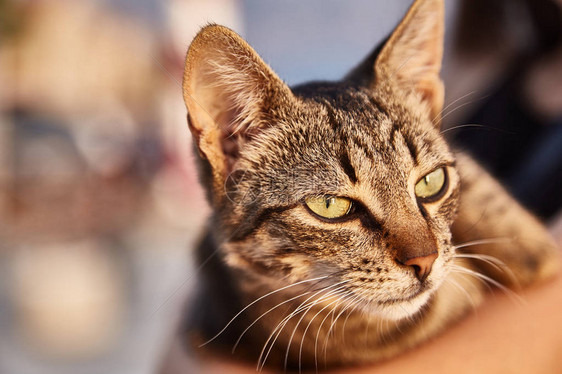 手牵着不满的猫可爱的猫抱着猫图片