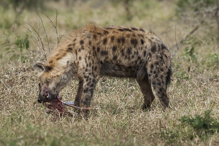 鬣狗吃东西非洲的特写镜头图片
