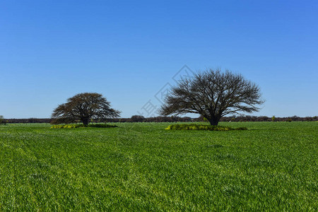 CaldenTrees地貌景观图片