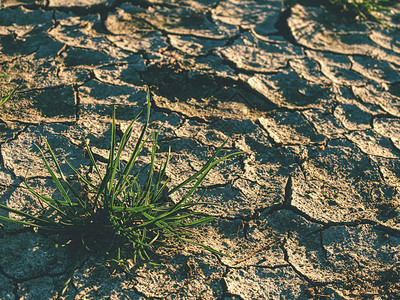 地面干旱土壤质地和干燥的泥浆干旱沙漠中的绿色植物发芽图片