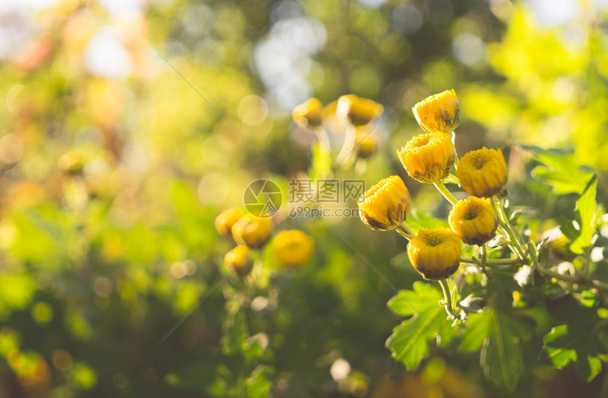 黄色秋天菊花在阳光图片