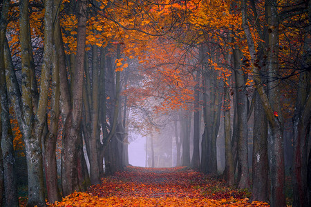 秋天的秋天枫林中雾蒙的早晨鲜艳的色彩图片