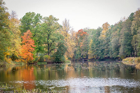 秋天的森林湖景观彩叶枫树图片