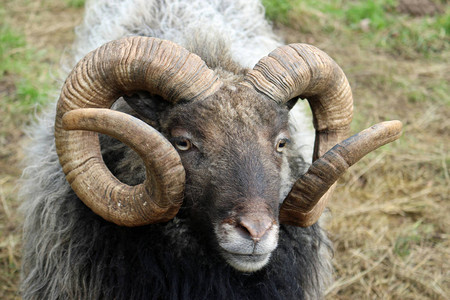 鲜有养羊的黑棕色头白鼻子卷角和灰毛大衣可能育种的是谢特兰图片
