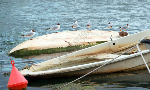 六只海鸥坐在海上的一条上翘的小船上图片