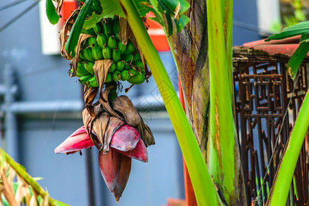 美丽的香蕉树和粉红色的花蕾挂在一堆生长的未完全成熟的绿色香蕉上图片