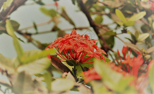美丽的鲜花日本樱桃樱花背景阳光明媚图片