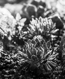 多汁植物在岩石中生长的黑白图像图片