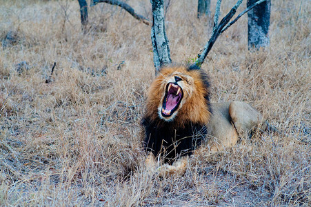 南非中途拍摄了一只狮子在热带草原上放松的镜头卡帕马私人游戏图片